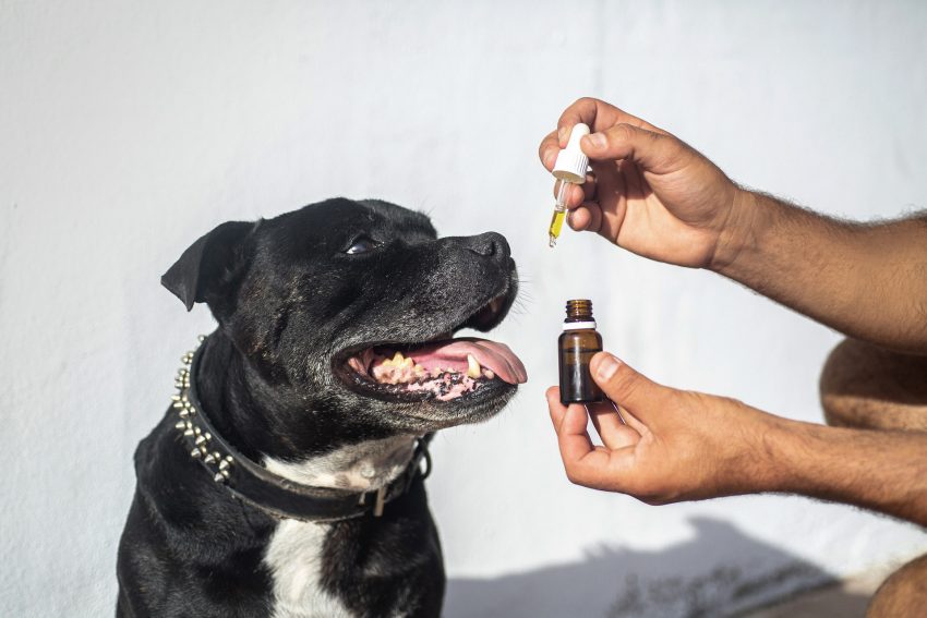 Different Types of CBD Oil for Dogs