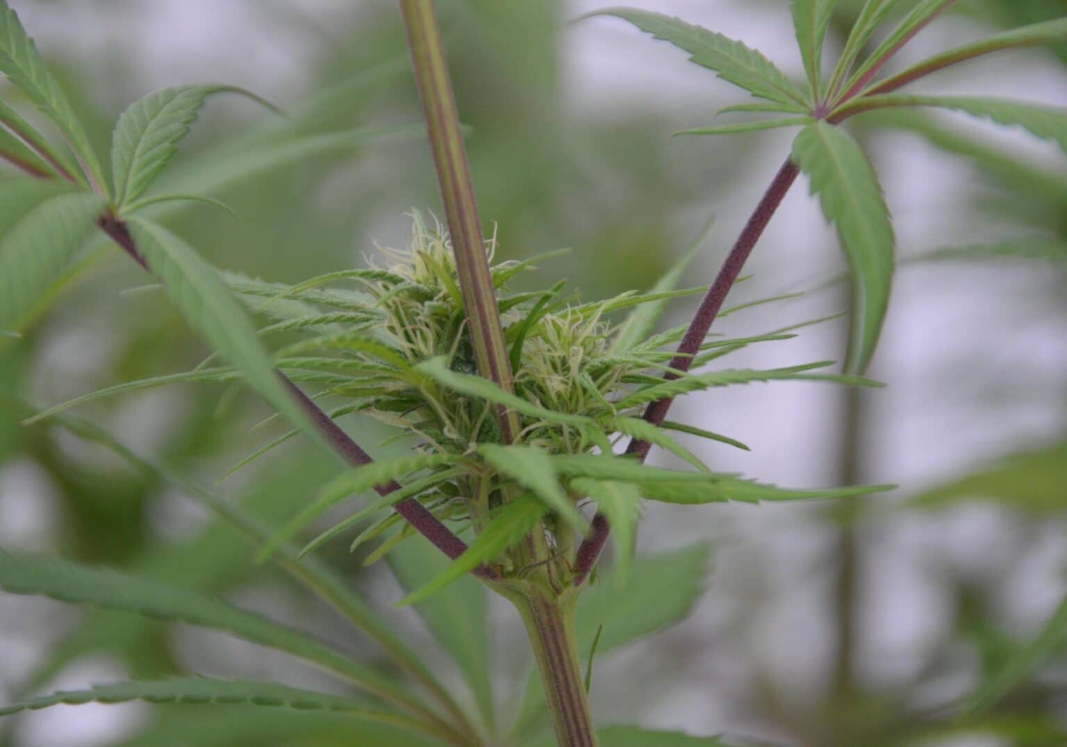 thca strains in 2026
