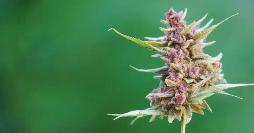 Finding The Right THCA Flower For Stressful Days And Busy Schedules